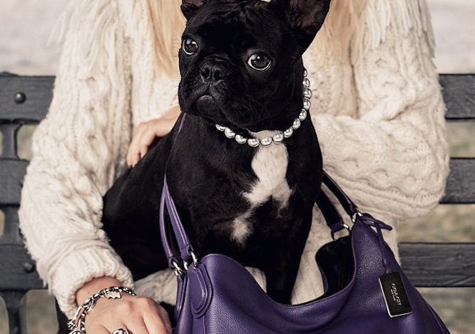 dog mammal animal canine pet handbag bag accessories accessory
