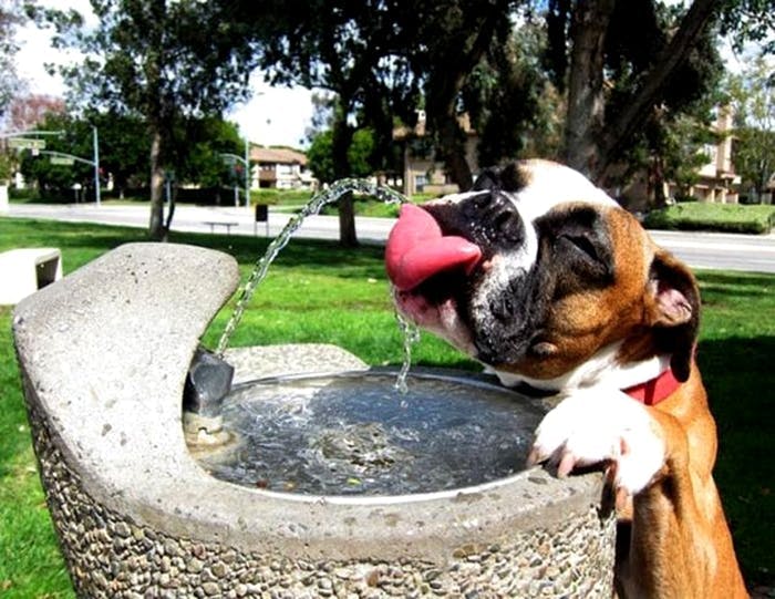 water fountain dog mammal animal canine pet