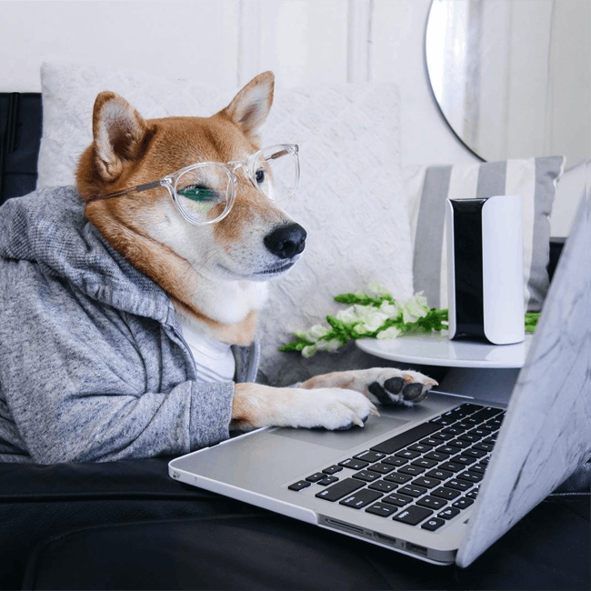pc computer electronics laptop computer keyboard dog mammal animal lcd screen screen