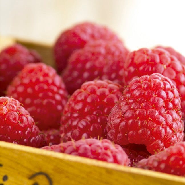 frutas alimentos decada 2000 siglo xxi alimentacion raspberry plant fruit food