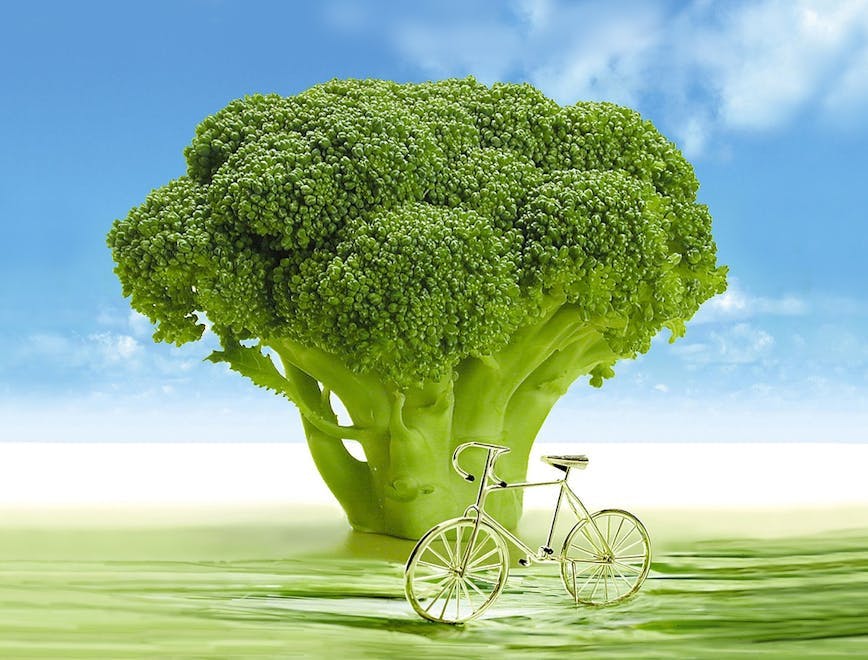bicycle transportation vehicle bike wheel machine plant broccoli food vegetable