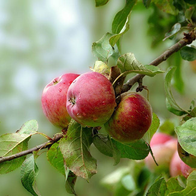 plant apple fruit food
